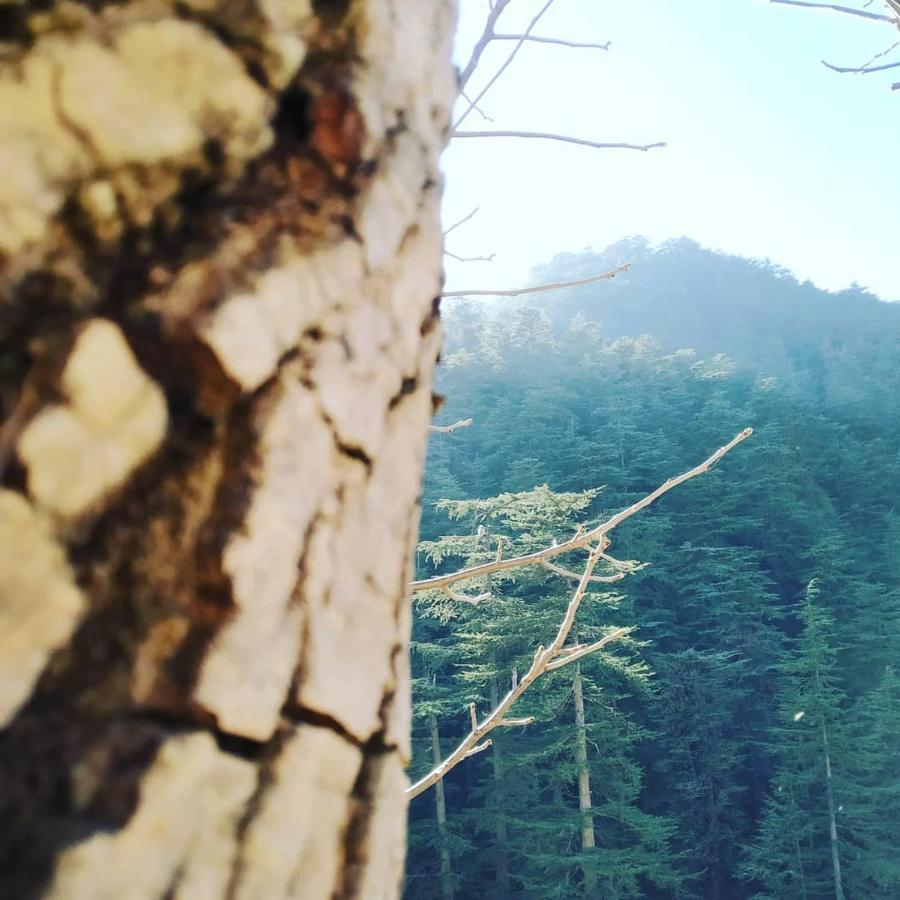 Shimla Pines Homestay Exterior foto